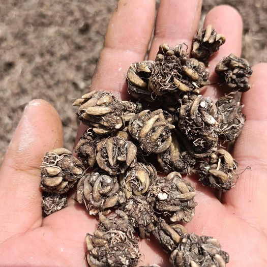 淮滨县产地新上市物美价廉