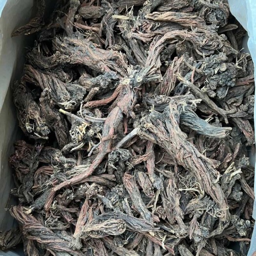 波密县西藏藏丹参