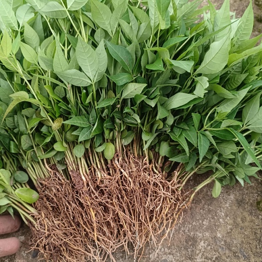 黄柏苗 黄柏种苗 黄柏小苗 厚皮黄柏小苗 现挖现发 品种纯正