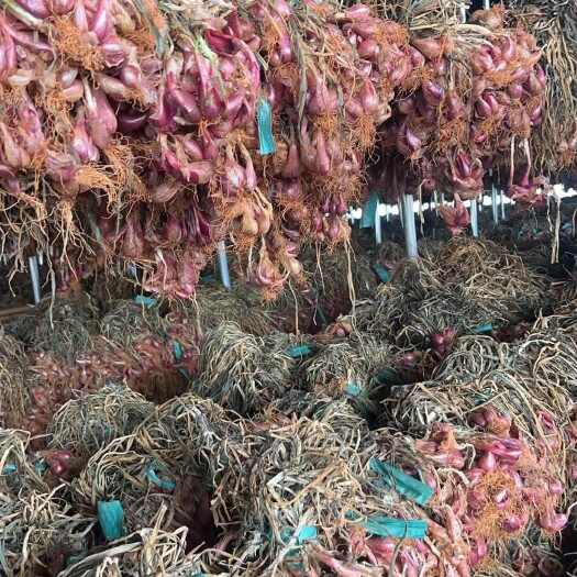 肇庆大量出售广东种植红葱头 铁杆红