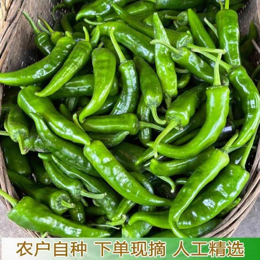莘县山东聊城莘县新鲜线椒现摘现发优质辣椒批发供货一手货源产地直销
