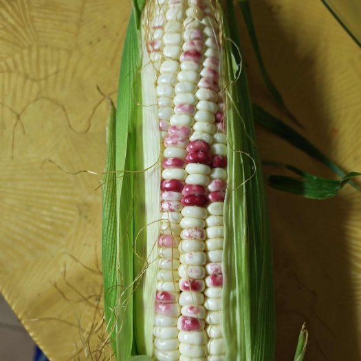 花糯玉米