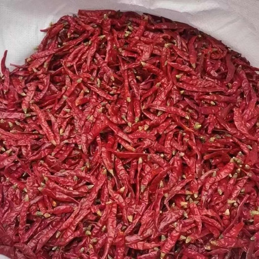 成都辣椒种植社 大量批发辣椒