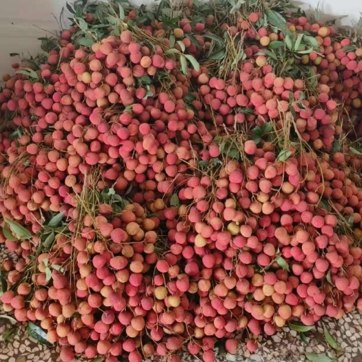 岭南荔枝准备大量上市，商超代购，电商一件代发