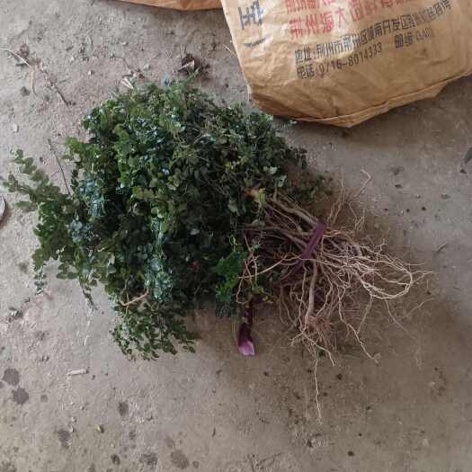 中药材绣花针，全株新鲜货，现挖现发，小叶，做盆景做药材都行