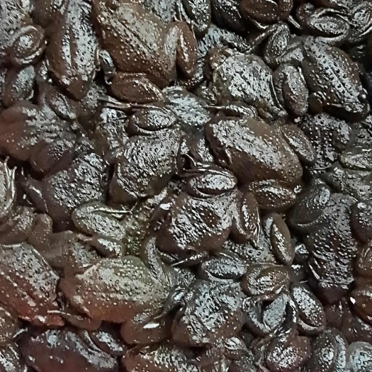 深山石蛙，靖州人叫啥榜，肉质鲜美，营养丰富。现货现发，