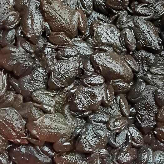 靖州县深山石蛙，靖州人叫啥榜，肉质鲜美，营养丰富。现货现发，