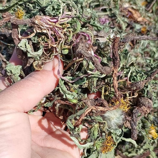 【电商专属】山区全株蒲公英，色泽靓丽，人工甄选，原始加工