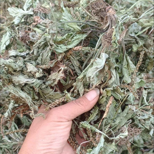 【自然之选】整株优质车前草，古老加工法，锁住草本原始精华