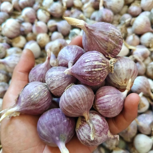 开封河南开封独头蒜专场一头成蒜瓣大肉厚 现挖现发