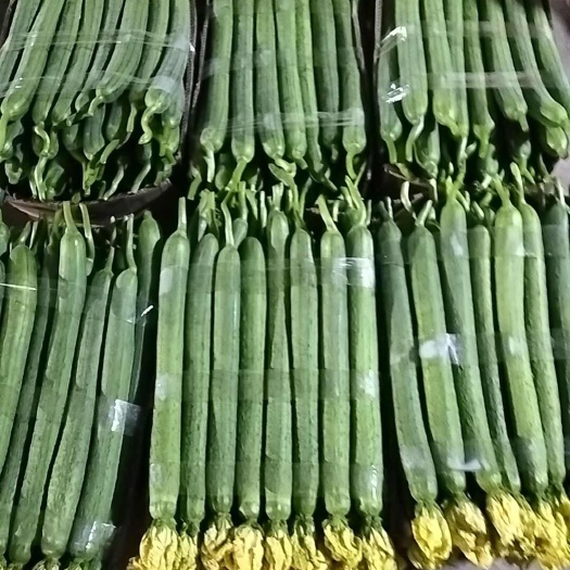 东海县连云港市东海县鲜绿带花丝瓜