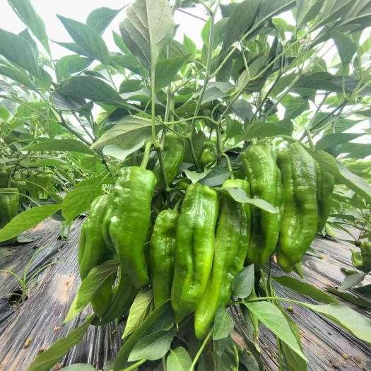 富顺县薄皮椒