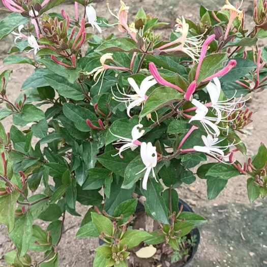 平邑县红色五彩金银花苗，盆景苗，1公分以上三年苗。