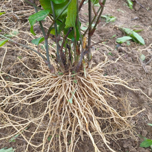 常年出售药食同源牛尾菜种苗
