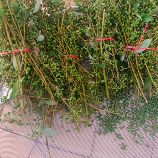 望谟县贵州高山纯野生木姜子