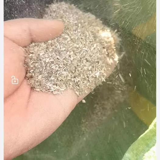 喂牛，羊，猪，的蚕豆杆糠，主要喂牛