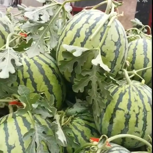 8424麒麟西瓜