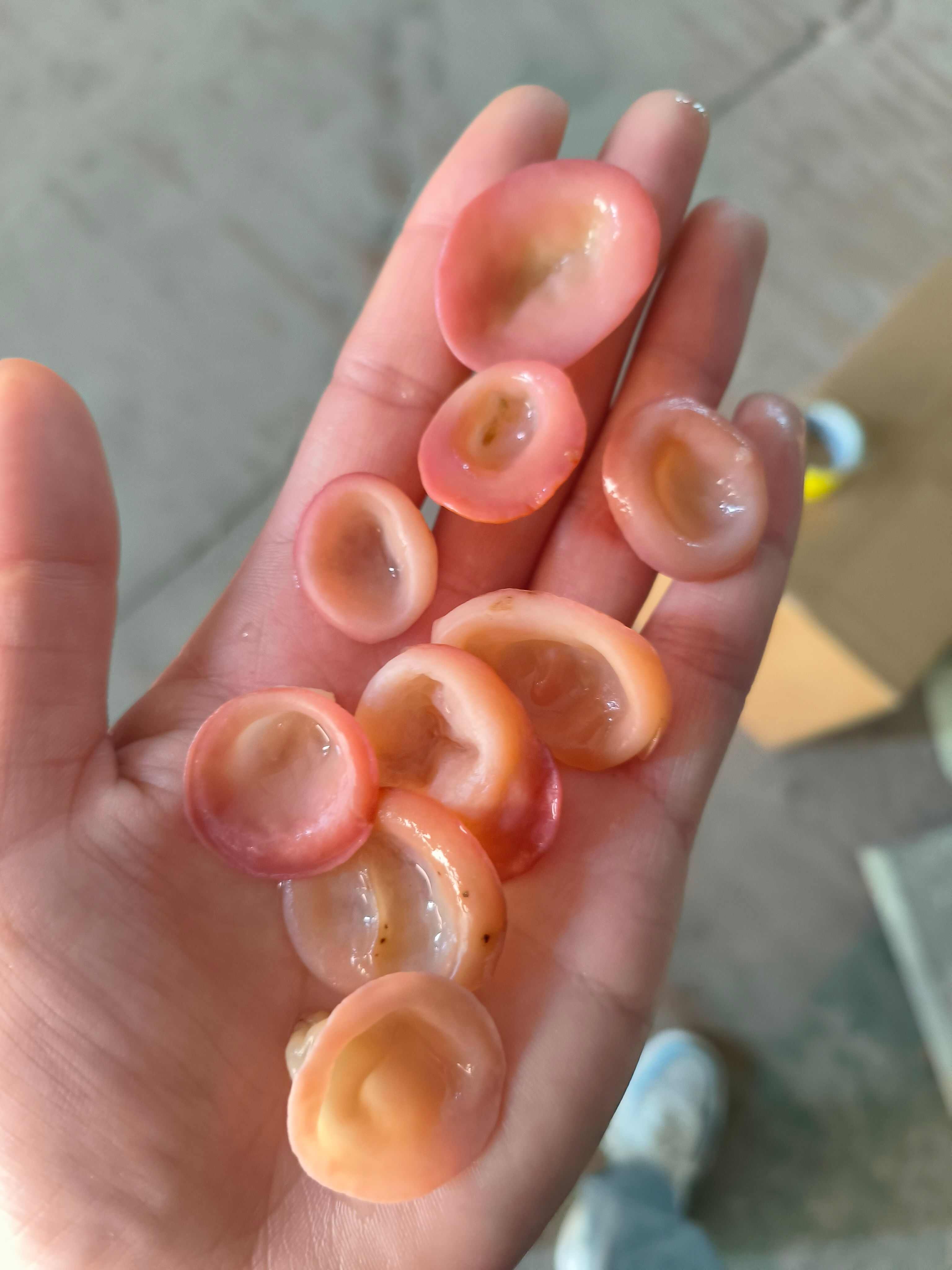 粉耳貴妃木耳粉木耳 小碗粉耳