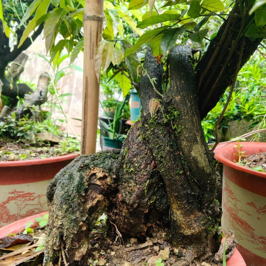 大方县熟桩