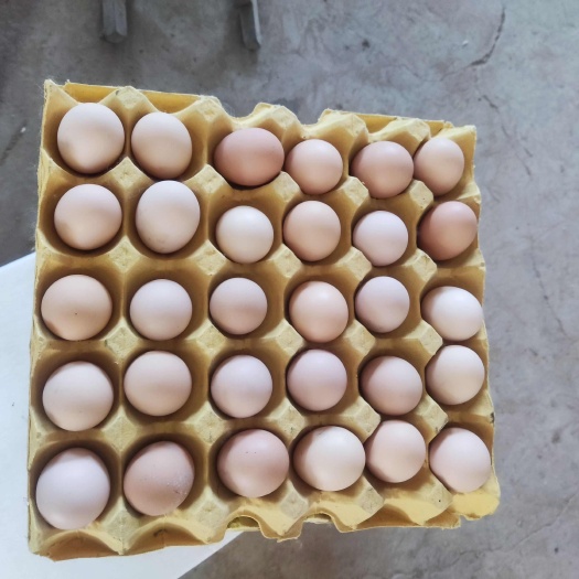 郓城县粉壳蛋