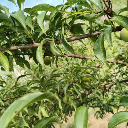 镇宁县蜂糖李