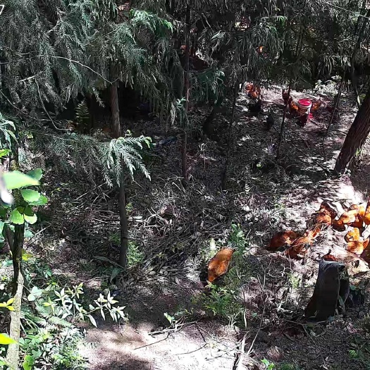 林下生态循环跑山鸡出售