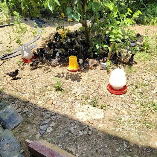 樟树市脱温土鸡苗，