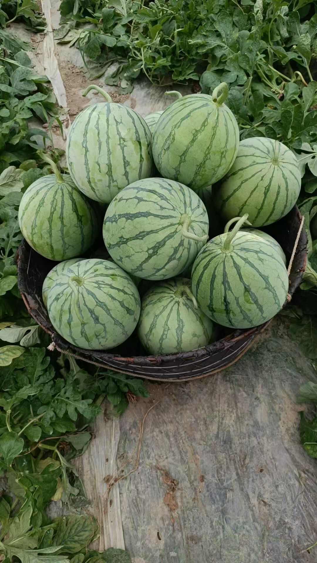 有大量一首货源西瓜，美都，蜜童，无籽