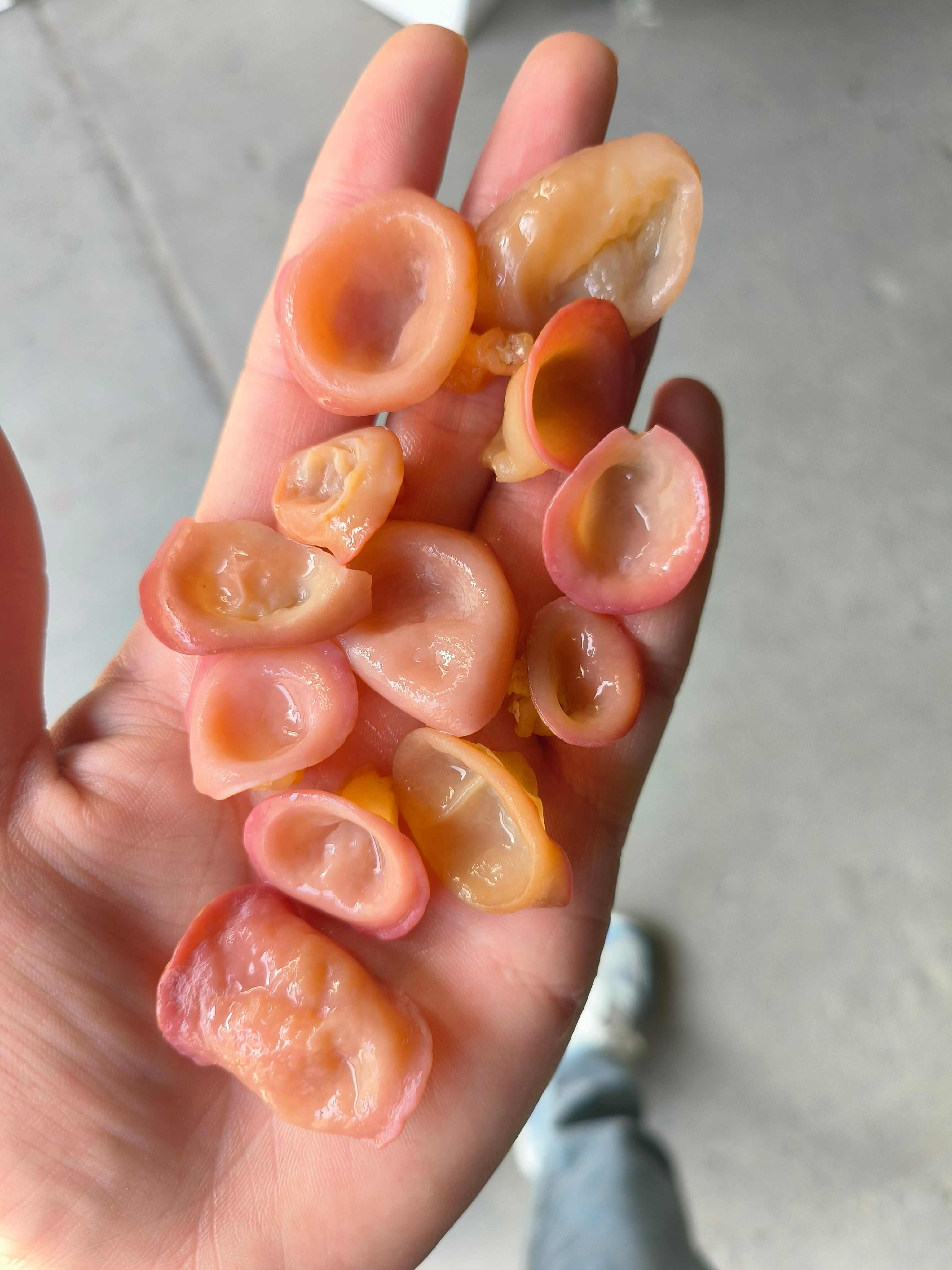 粉耳貴妃木耳粉木耳 小碗粉耳