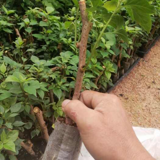 漳州100多个品种的三三角梅小袋苗，自家基地批发