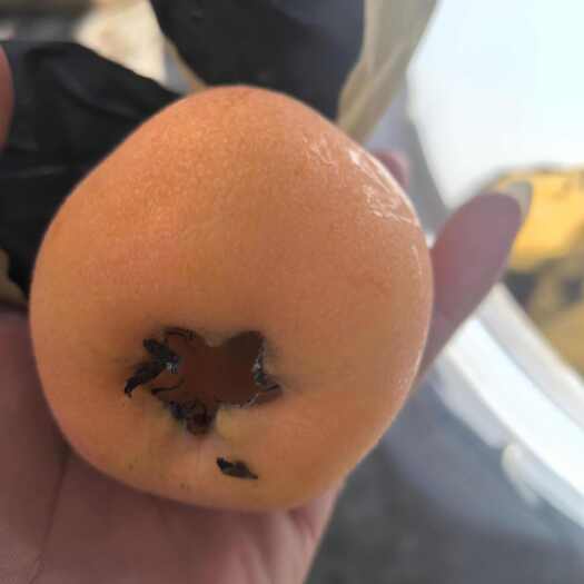 绥江县大五星枇杷