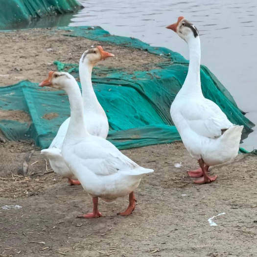 金湖县一年多的老鹅，品种是三花鹅，纯粮食喂养