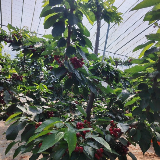冠县大樱桃  美早