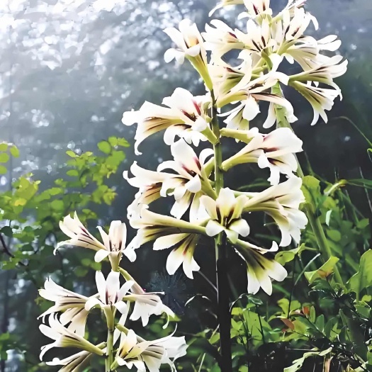 荞麦叶大百合百合七大号筒做花卉绿植中药材一手货源产地直供
