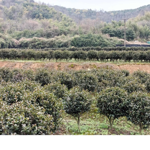 绍兴茶梅紫薇