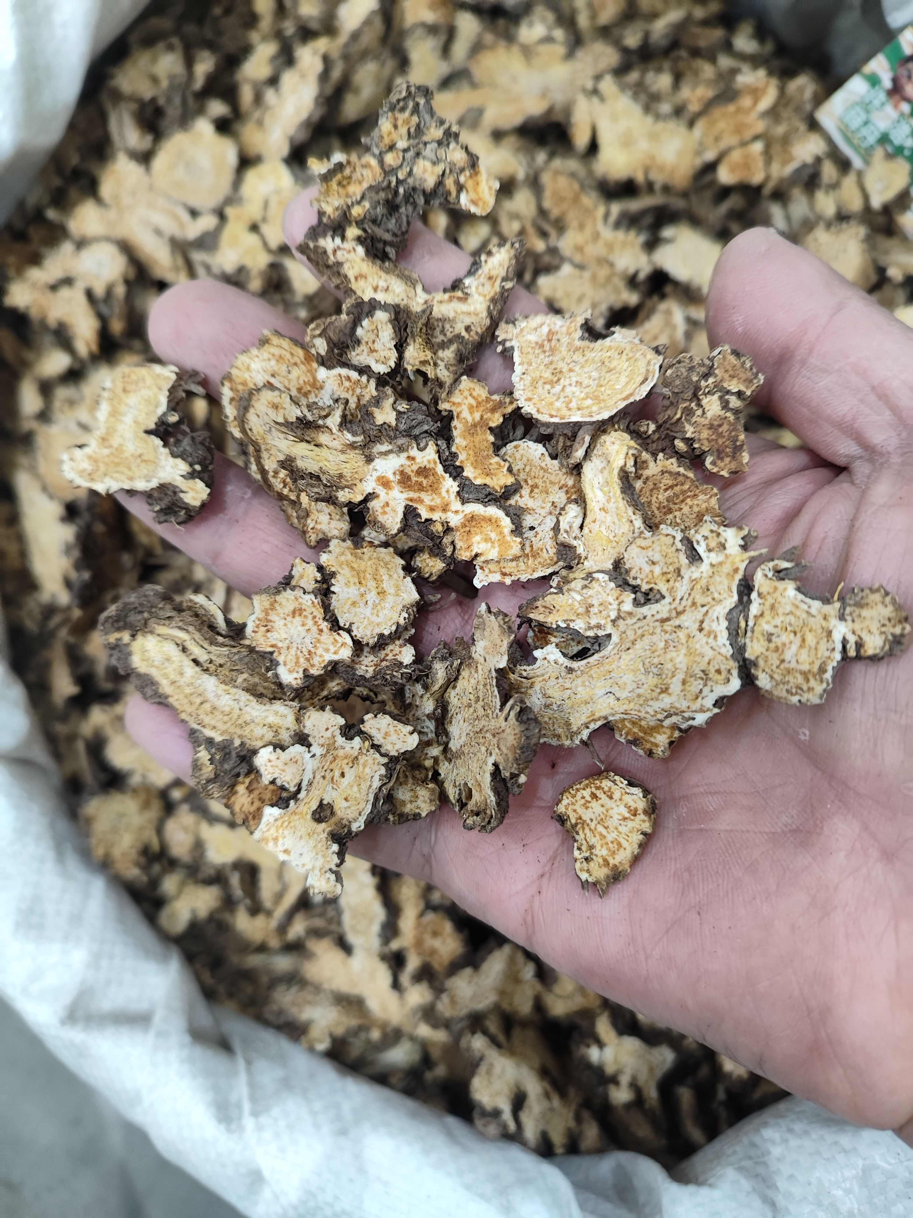 苍术 承德  东北  正品干货    家种  各种规格