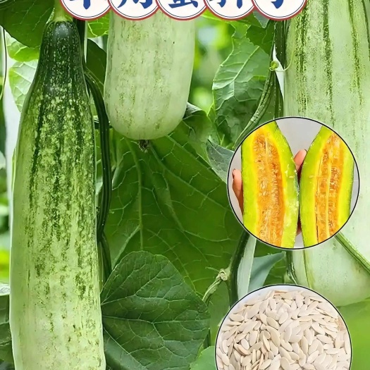 高台县羊角蜜瓜，薄皮甜瓜种子，甜瓜种子