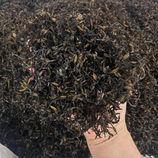 亳州中药材海藻 落首 乌菜 海带花 海藻干 昆布