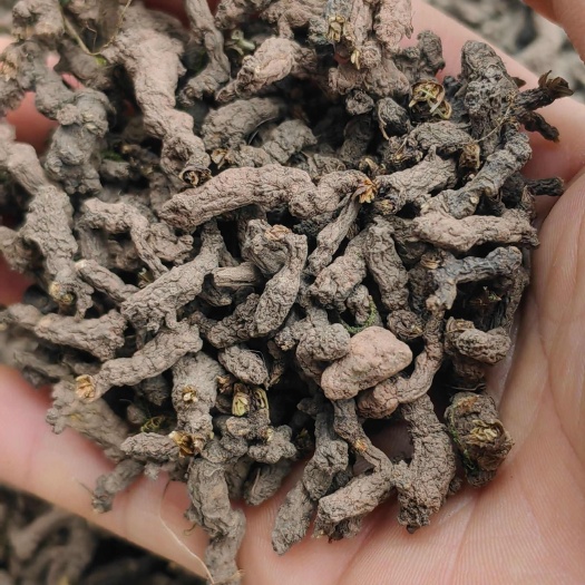 万源市千年老鼠屎 天葵子水洗货干度好 一手货源产地直供欢迎咨询采购