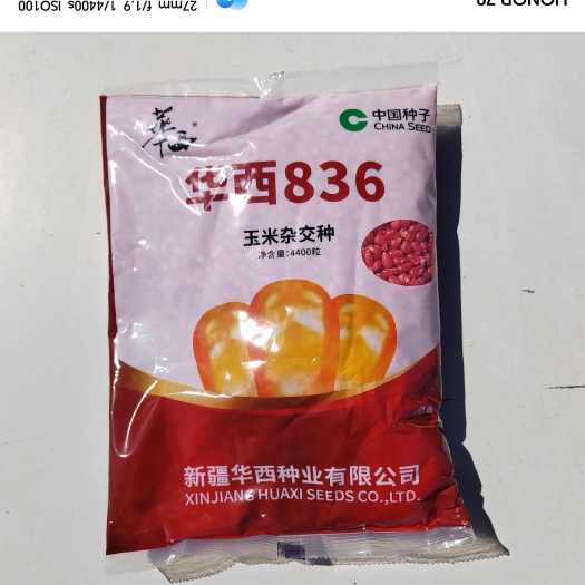国审华西836玉米种红轴大穗抗倒抗