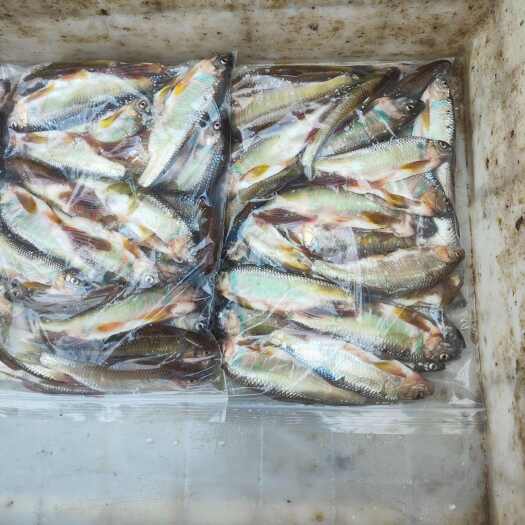 辽宁朝阳新鲜马口鱼批发 实惠价购优质水产