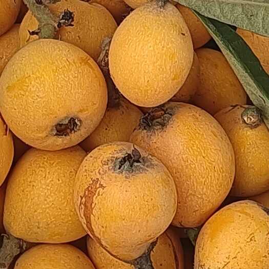 重庆市枇杷