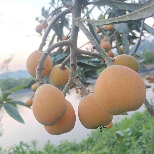 枇杷成熟了仪格面议