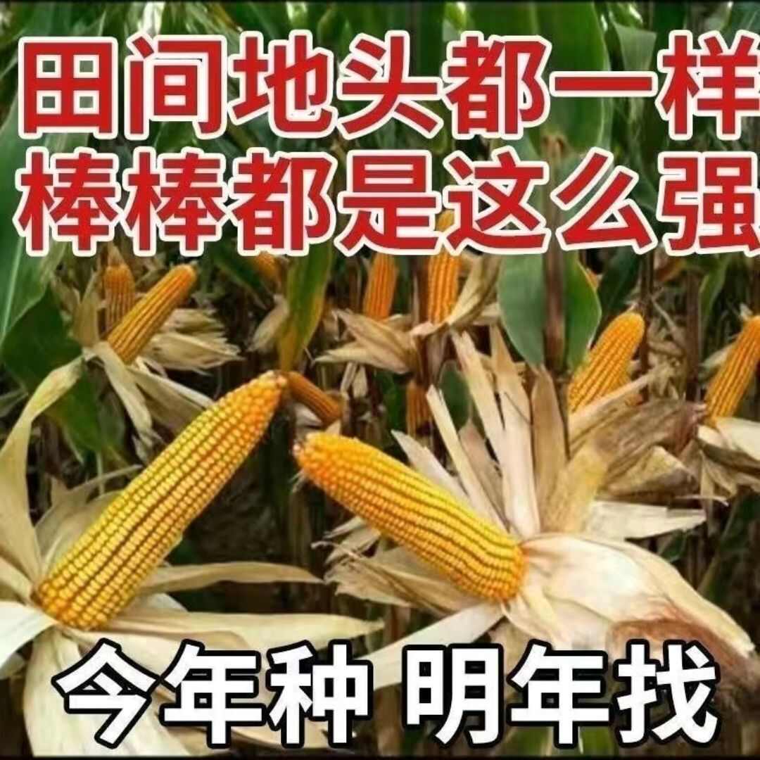 抗倒抗病产量高登海605升级版红轴大穗