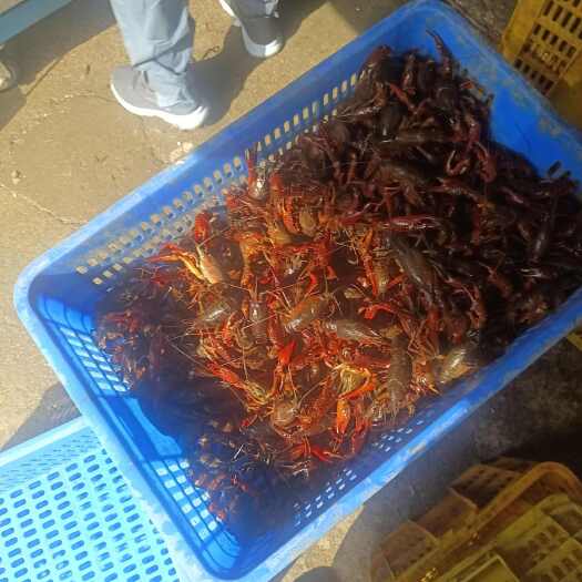 洪湖市【平凡一点生鲜小龙虾批发】源头直供 量大从优