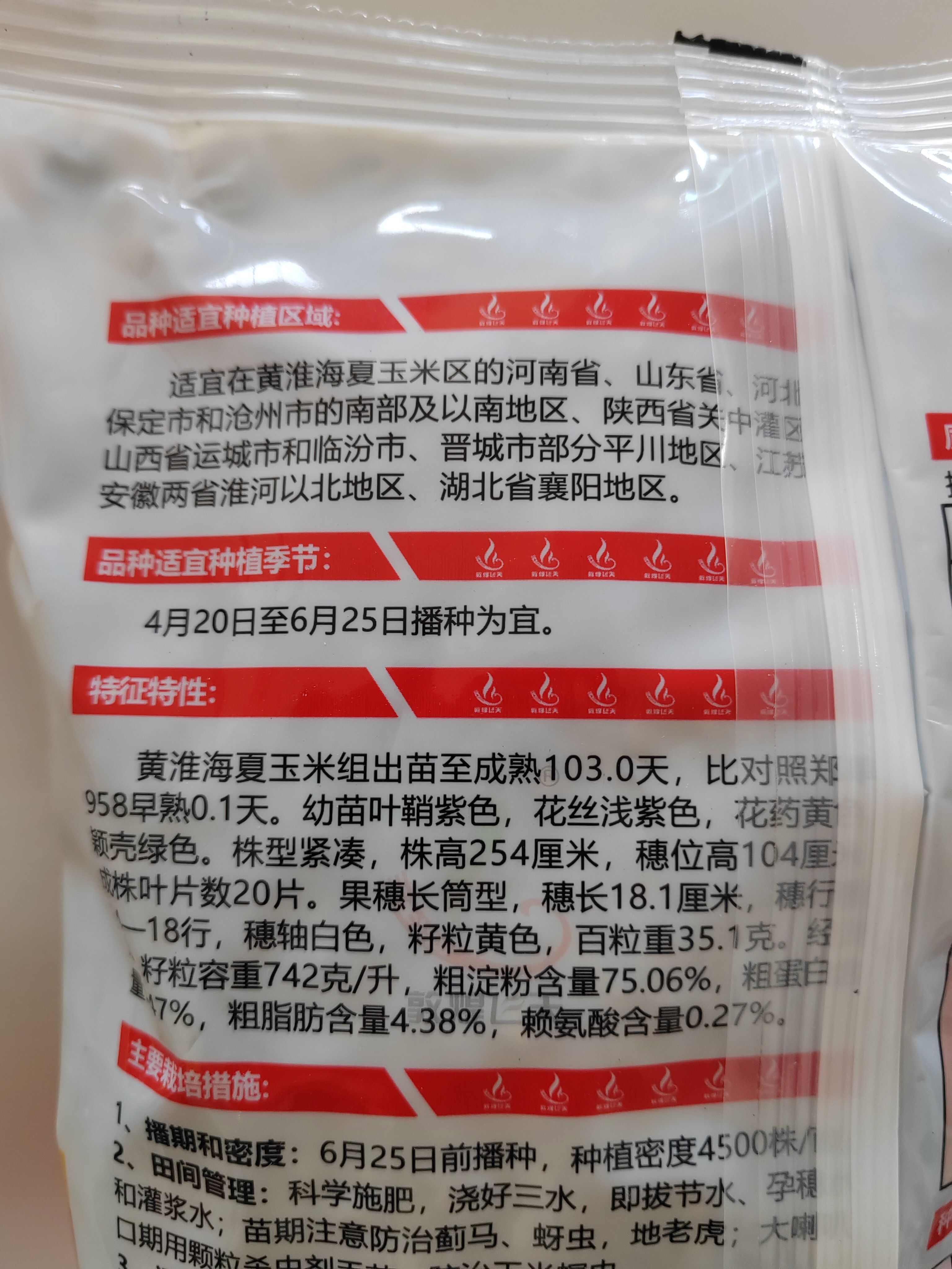 国审伟科939玉米种白轴大穗抗病产量高