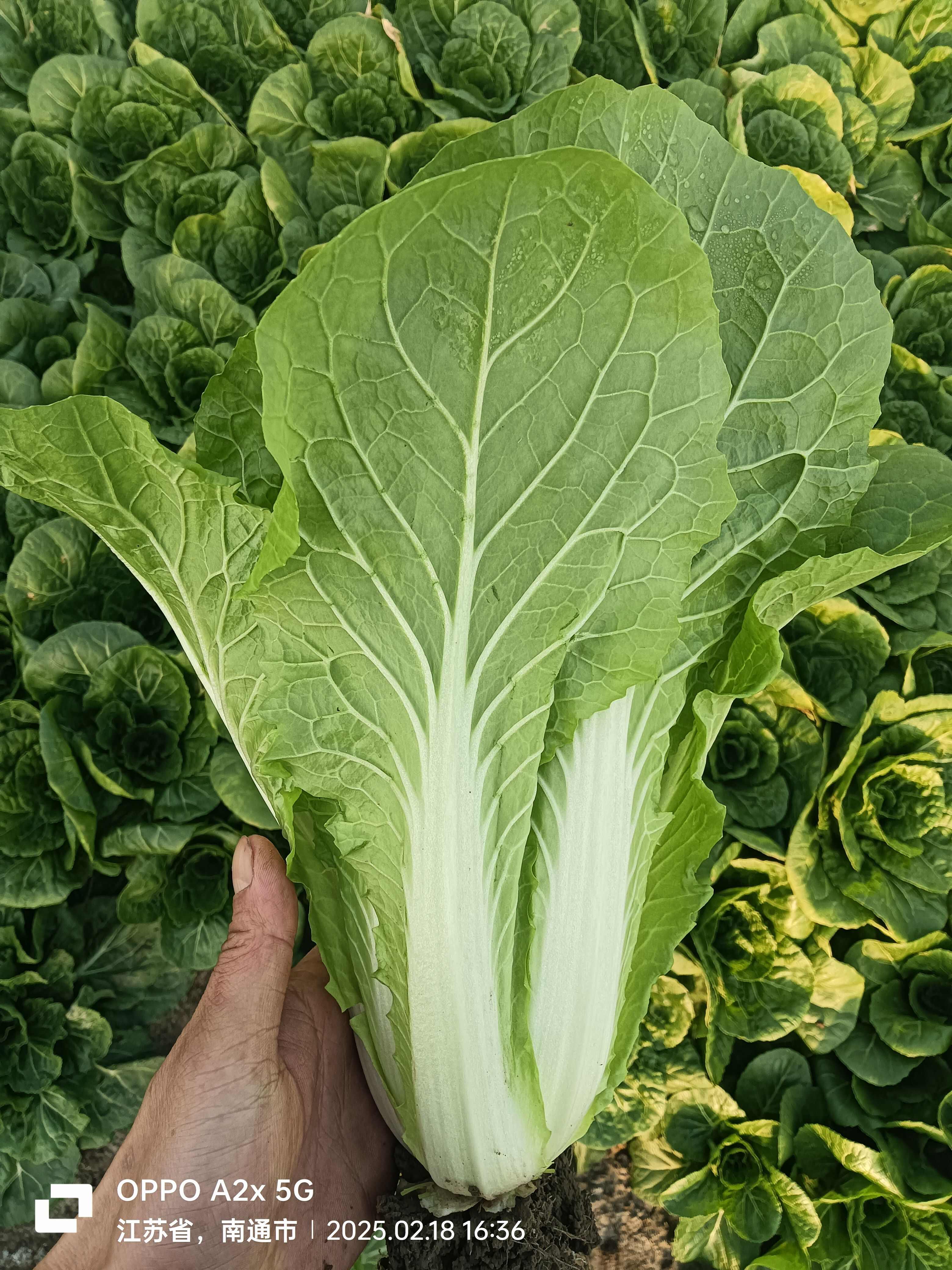 新鲜快白菜 小白菜，当天割当天发货，绿色健康 江苏南通直发