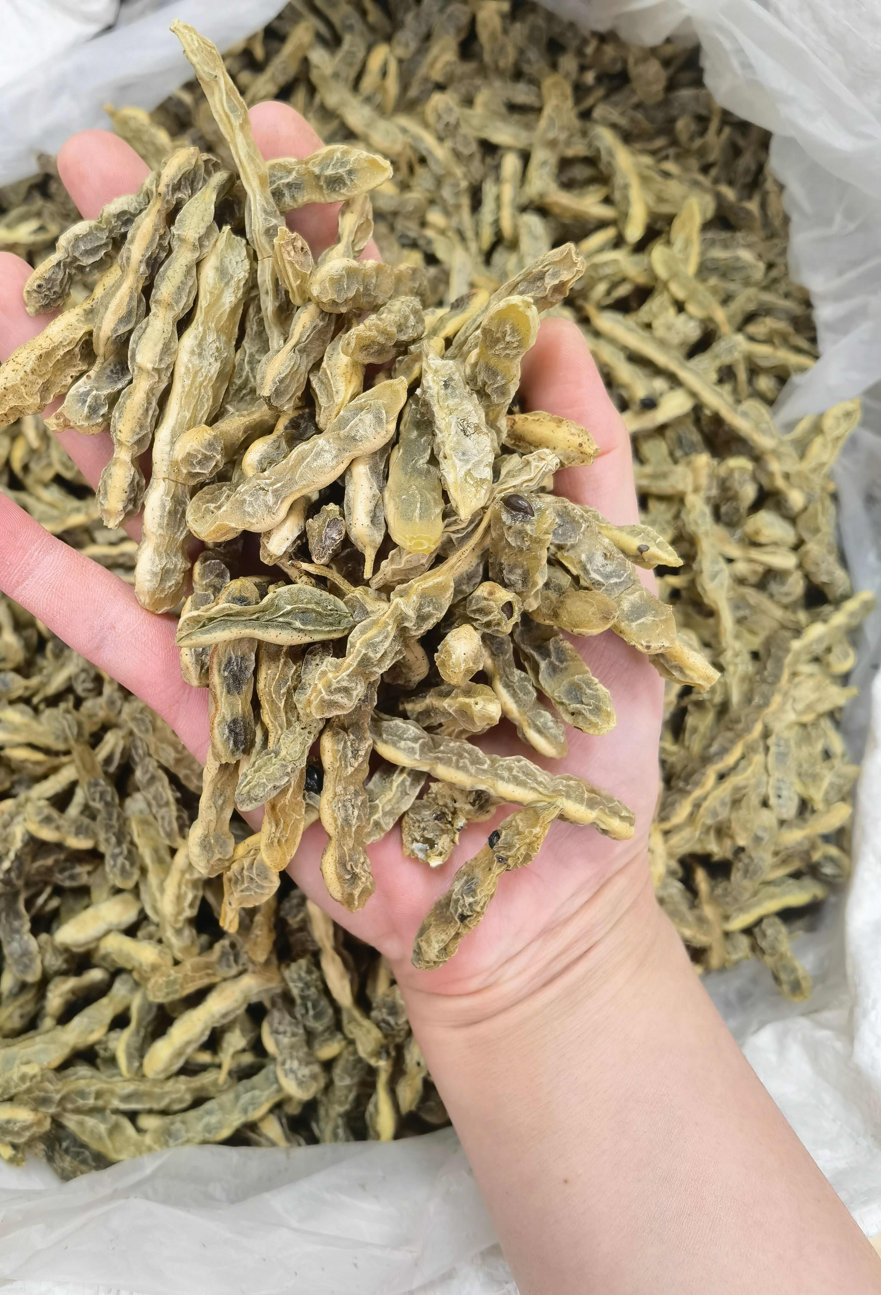 中药材 国槐米 槐花 槐角 槐实 槐子 槐豆 槐连豆