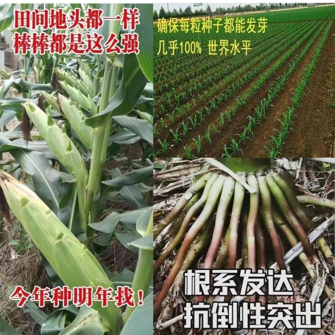 抗倒抗病产量高登海605升级版红轴大穗
