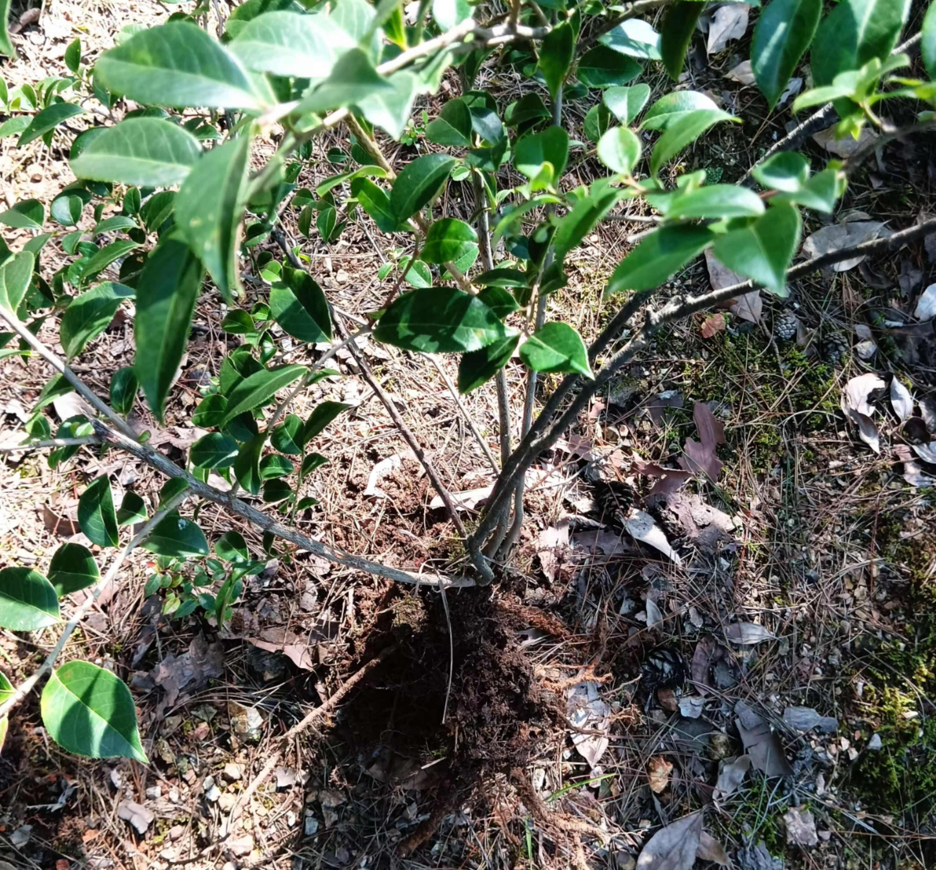 湖北黄石黄花杜鹃灌木苗基地直供园林绿化专用